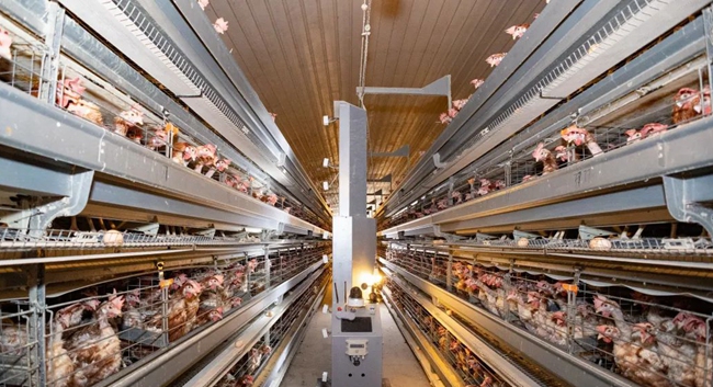 福清传统产业的“数字跃迁”之路：智赋农产 链通全球