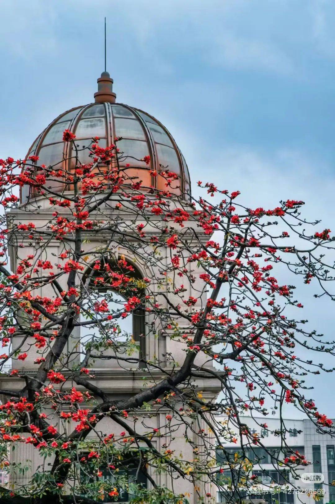 荔湾追花攻略！总有一朵花能够留下你的脚步→